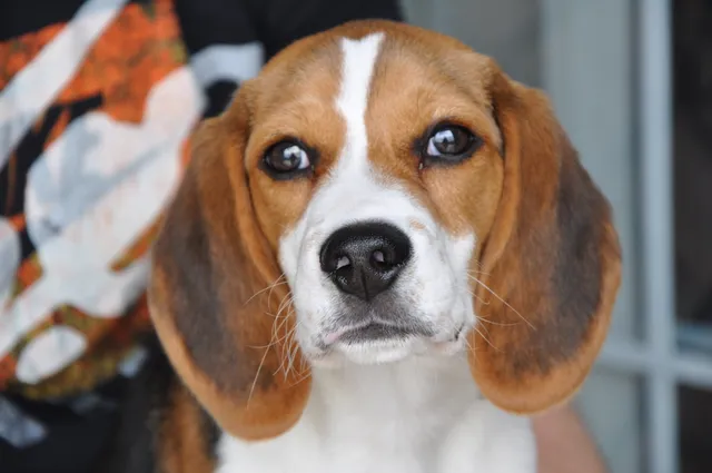 Any guesses on which Beagles video is stealing hearts?
