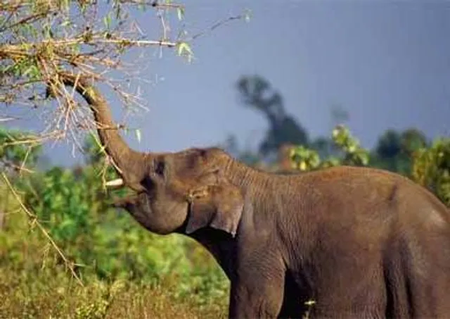 We must have elephant rescue centres: Maneka Gandhi