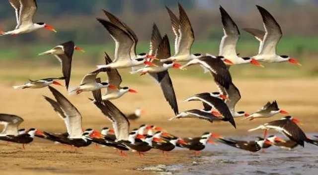 Odisha woos Indian Skimmers to breed and nest
