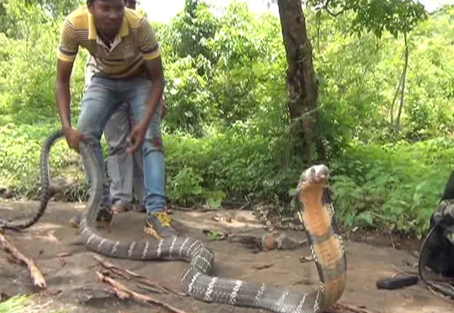 Human antibodies neutralise neurotoxins of 19 of world’s deadliest snakes