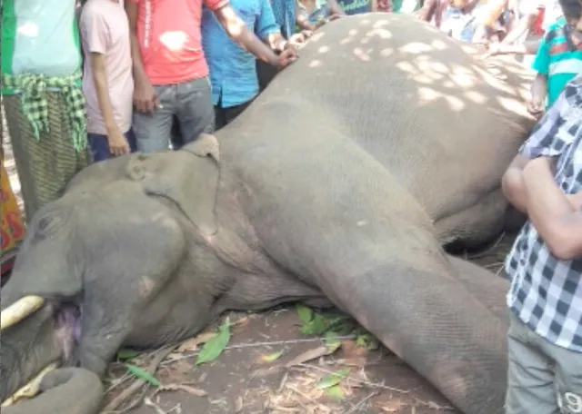 Two elephants electrocuted in Odisha’s Cuttack