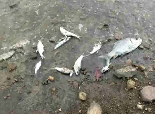 After Bata river, thousands of fish found dead in Gohira dam