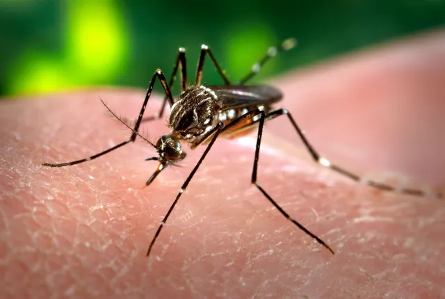 Dengue virus 'evolved dramatically' in India, is more severe: Study