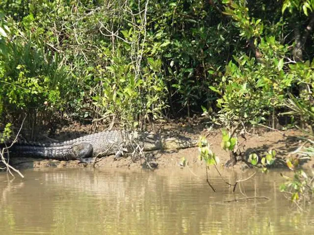 Croc breeding centre thrown open to public in Odisha's Bhitarkanika