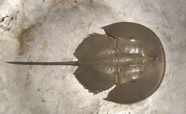 Horseshoe crabs may soon be a thing of past in Odisha’s Chilika lake