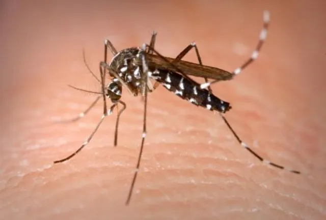 Researchers blame climate change for global spread of dengue infections