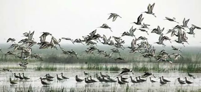 UN initiative to ensure protection of areas of migratory species