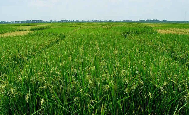 NRRI scientist develops five new varieties of paddy in Odisha