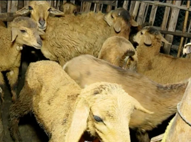 Odisha – Marching towards the first Pastoral Livestock Census