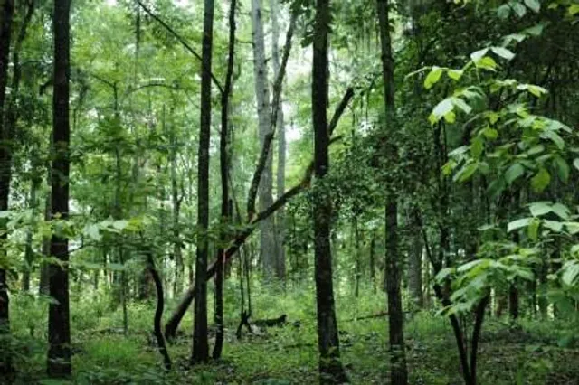 This is how changes in vegetation shaped global temperatures