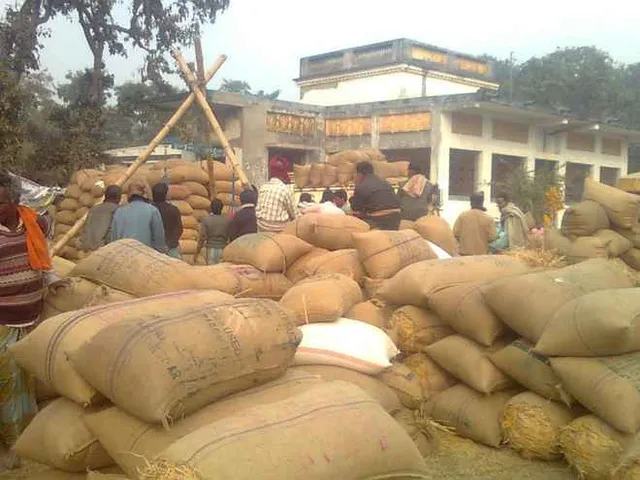 11.56 lakh farmers in Odisha registered for kharif paddy procurement