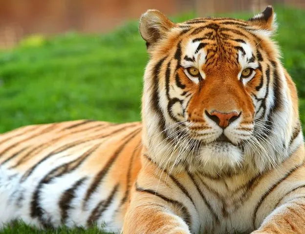 Odisha houses more than 60 Royal Bengal Tigers: Minister