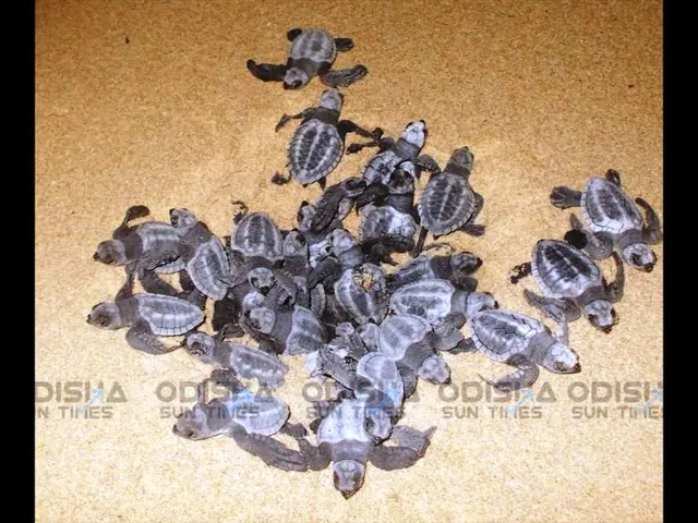 In the steps of the Olive Ridley, here's some interesting facts