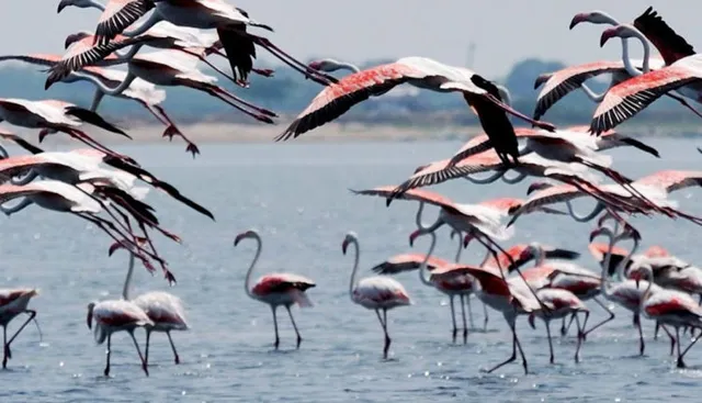 Onset of winter: Migratory birds arrive in Odisha's Chilika