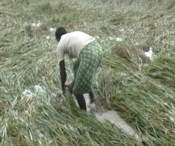 Odisha cancels weekend holidays of staff in rain-hit dists