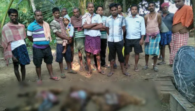 Mysterious animal kills 14 more sheep in Odisha's Niali