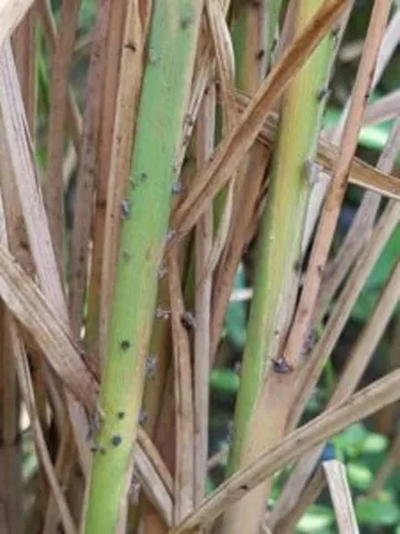 Central team to visit Odisha to assess crop loss