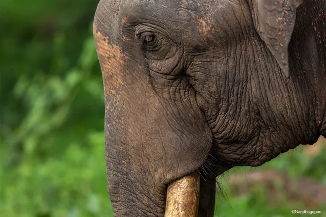 Dwindling elephant number: A mighty loss that can prove costly for Odisha's ecology