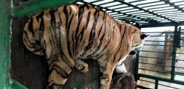Tigress dies in Odisha's Nandankanan zoo