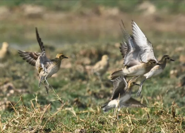 Migratory birds arrive in Odisha's Chandaka