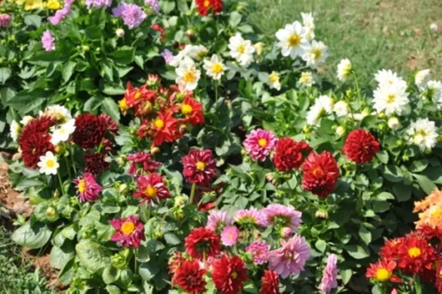 Odisha Raj Bhavan garden to open for public from Jan 8