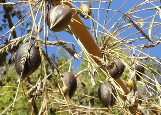 Exclusive: ‘Gregarious bamboo flowering’ in Odisha forests trigger famine fear