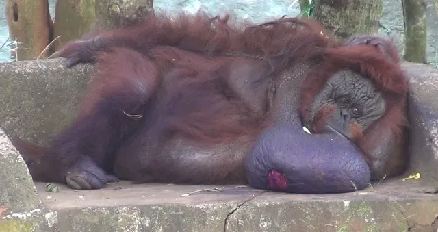 India’s lone orangutan 'Binny' dies in Odisha’s Nandankanan