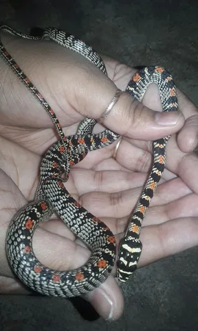 Surprise visitor! Rare flying snake rescued in Odisha