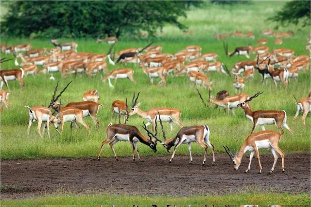 Good news! Blackbuck population go up in Odisha's Ganjam
