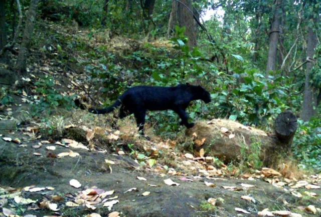 Odisha reports its first black panther in Sundargarh forest