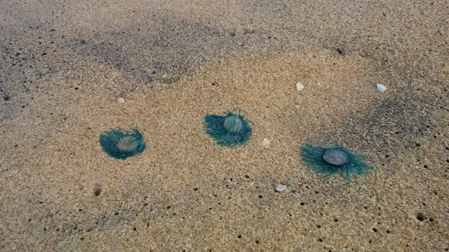 Poisonous Jellyfishes found dead at Puri beach in Odisha