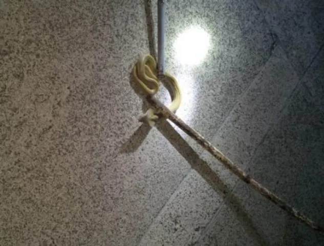 Watch: Cobra rescued from runway at BPIA in Odisha capital