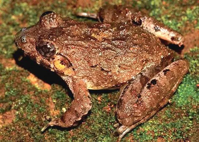 Fejervarya Kalinga - The new frog species named after Odisha's ancient kingdom