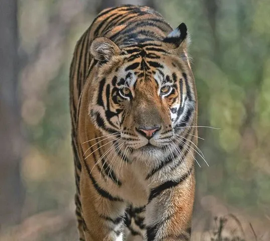 Tiger brought from MP settles down in Odisha
