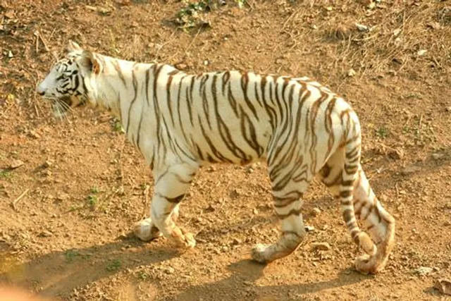 Amid ‘Sundari’ fear, tigress brings cheer for animal lovers in Odisha