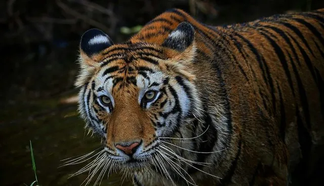 Royal Bengal tiger translocated from MP found dead in Odisha forest