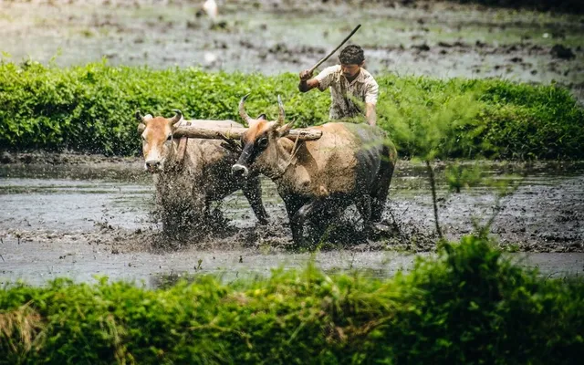 Odisha to weed out fake KALIA beneficiaries