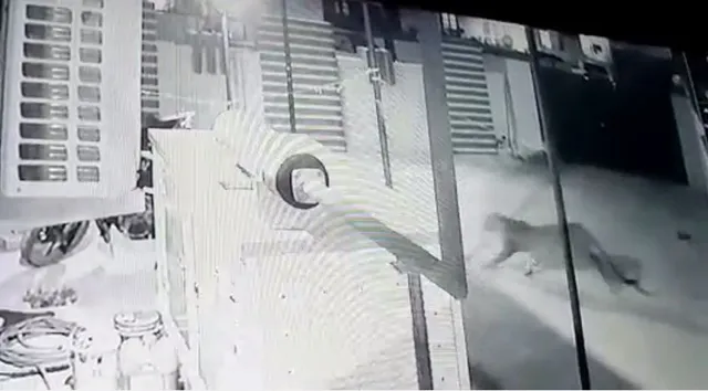 Leopard sighted near airport in Odisha capital, locals panicked