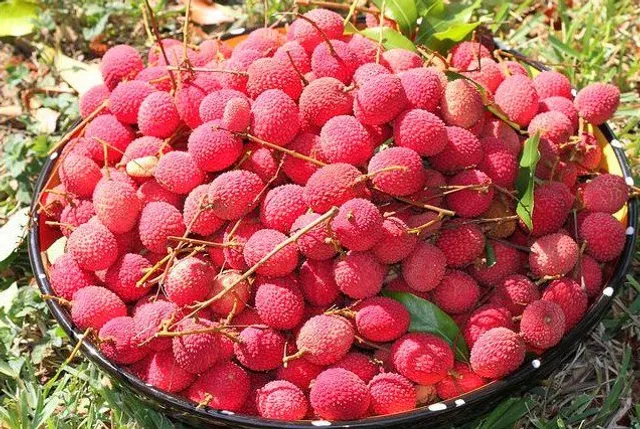 Bihar encephalitis deaths: Odisha govt directs sample test of litchi