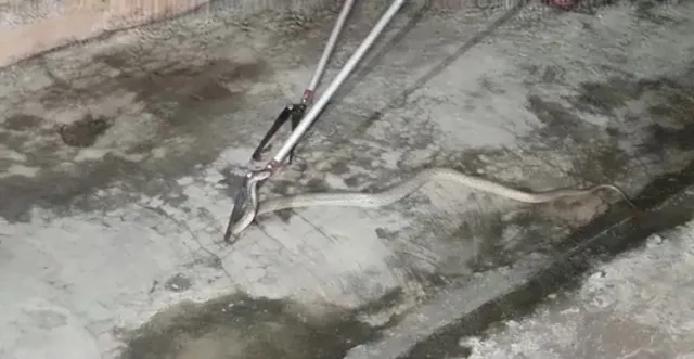 Odisha: Man unpacks parcel, finds snake inside