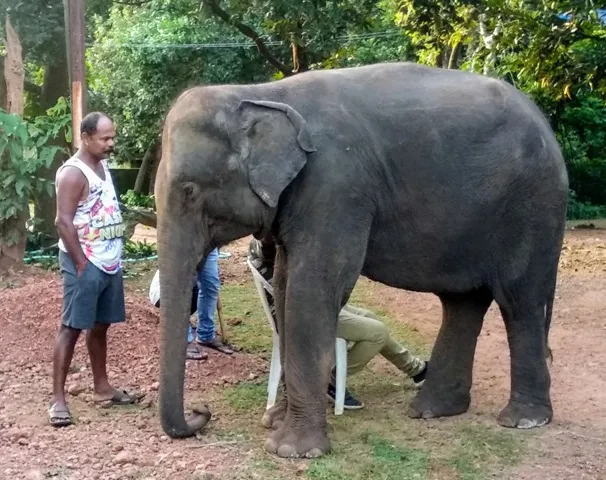 Elephant Gauri dies at Odisha's Nandankanan zoo