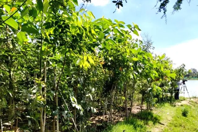 Japanese green belting method comes to Chennai