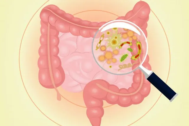 Gut bacteria can reduce the effectiveness of diabetes, cancer drugs, shows study