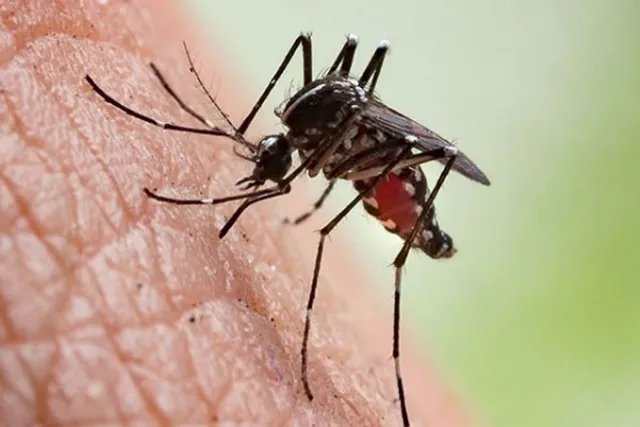 Some arthritis may be caused by mosquito-borne viruses