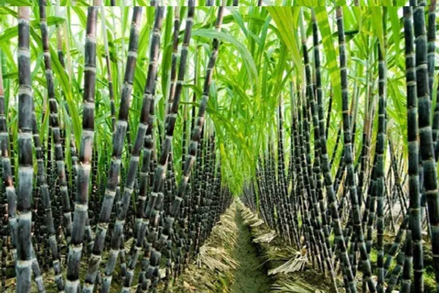 Revival of Aska sugar factory on anvil; CM Majhi directs to form task force