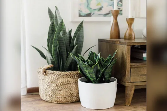 6 indoor plants that can induce sleep