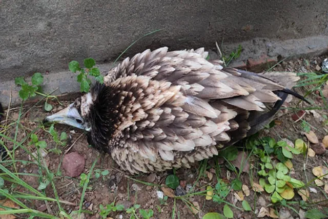 Rare Egyptian vulture rescued in critical state in Agra