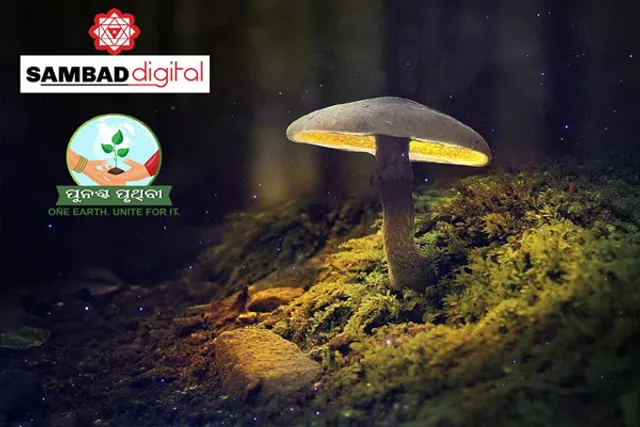 Does mushroom hold key to survival of mankind?