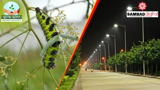 LED street lights potential contributing factor in decline in insect populations