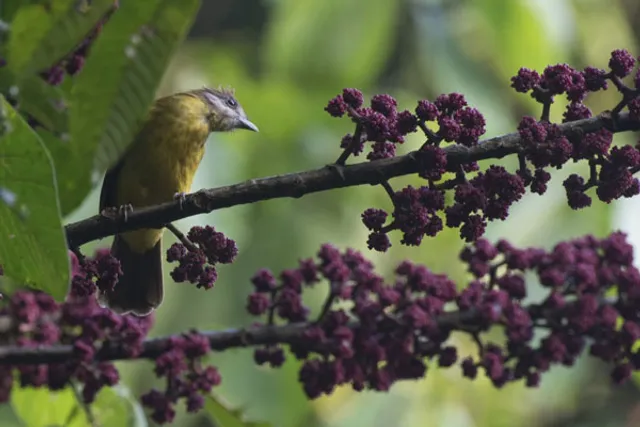 Australia turns 'transmission hotspot' for lethal avian malaria
